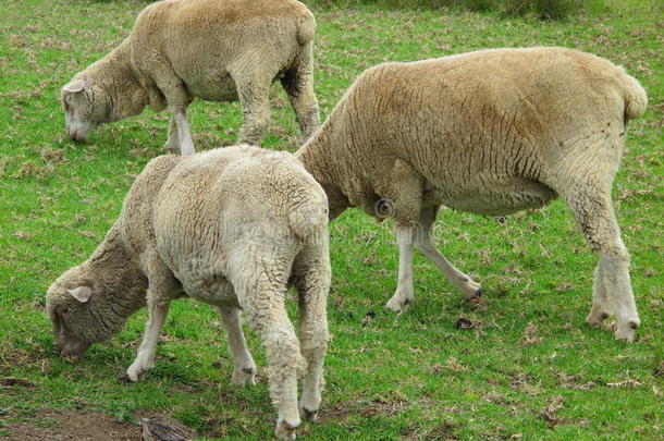 农业的农业白羊座澳大利亚澳大利亚人