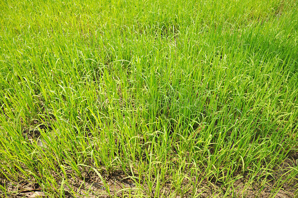 田间水稻的绿色幼苗