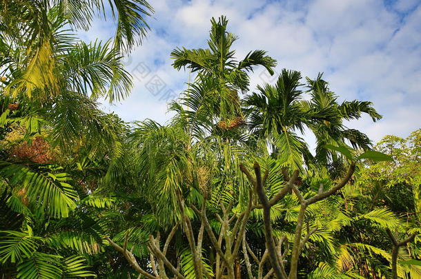 泰国科兰塔phra <strong>ae</strong>海滩酒店、海滩和树木区的热带植物