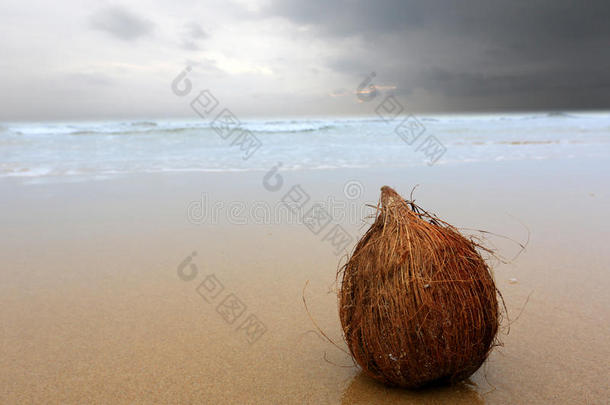 海边椰子
