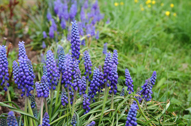 麝香花