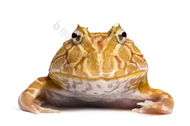 一只阿根廷角蛙看着相机的正面视图