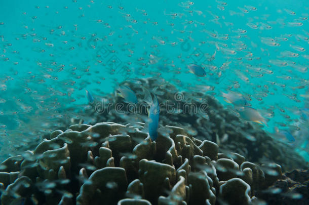 一群在礁石附近游泳的小鱼。漂亮的水下拍摄。海洋生物