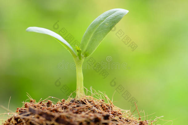 <strong>绿色</strong>背景下的年轻植物，开始为人们提供食物和森林