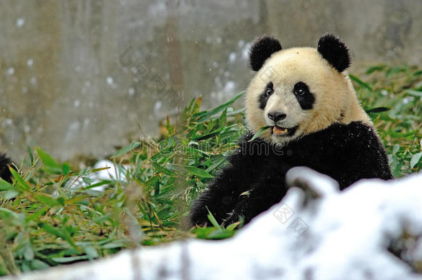 碧峰峡一只熊猫宝宝在吃竹子