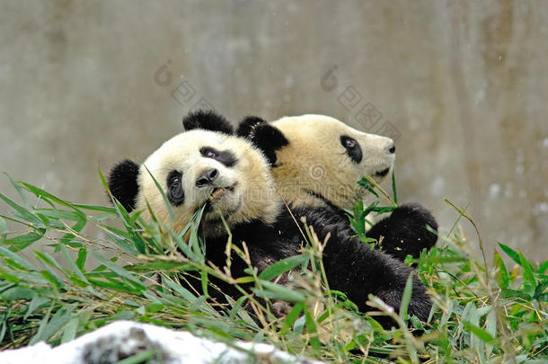 碧峰峡的熊猫宝宝正在吃竹子
