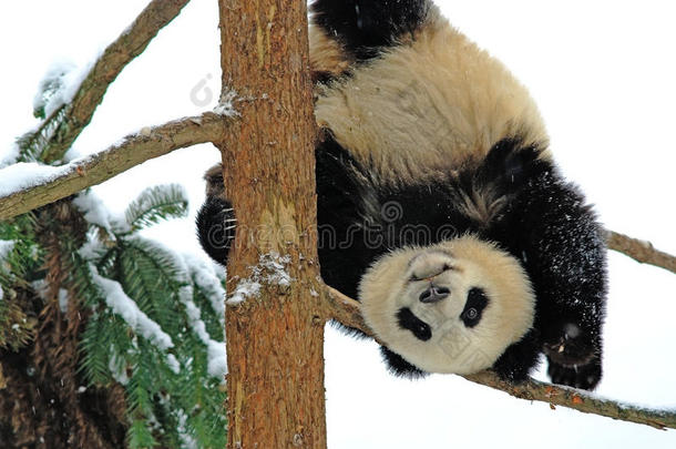 碧峰峡一只熊猫宝宝正在树上玩耍
