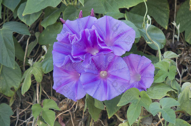 牵牛花在午后的清晨绽放，花瓣呈淡紫色。