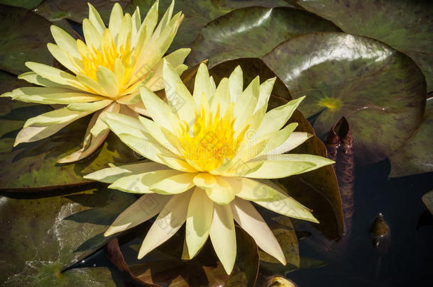 两朵黄莲或荷花在池塘里盛开