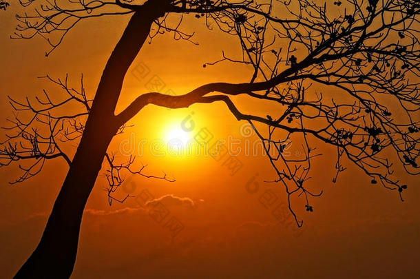 夕阳映照，树枝剪影