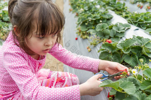 草莓农场摘水果的漂亮女孩