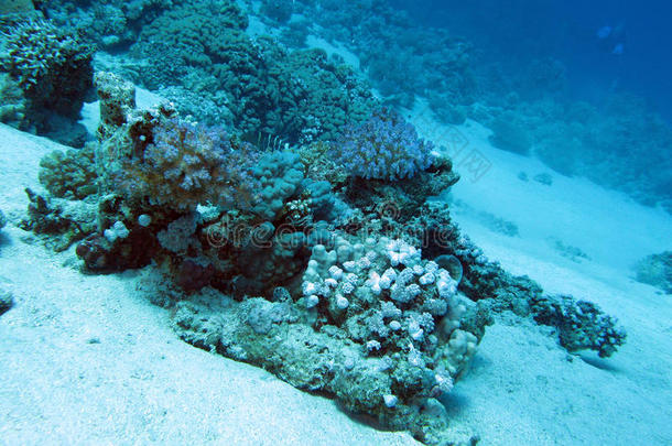 蓝海背景下热带海洋深处的珊瑚礁