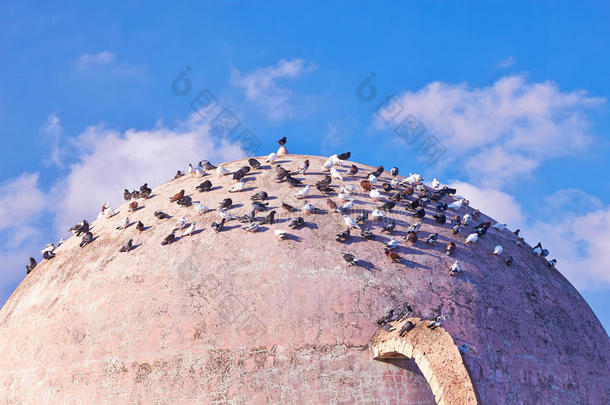 清真寺上的鸽子