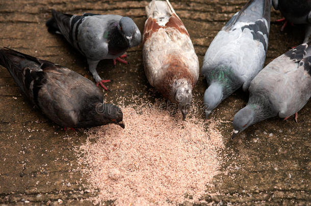 一群鸽子在地上<strong>吃米饭</strong>。