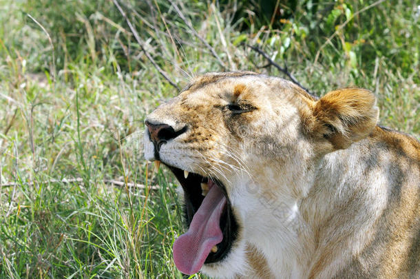张大嘴巴的母狮