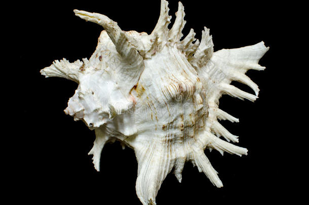 岩石贝壳或枝状海贝壳