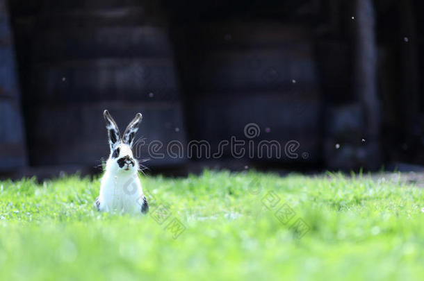 小心的兔子在草地上