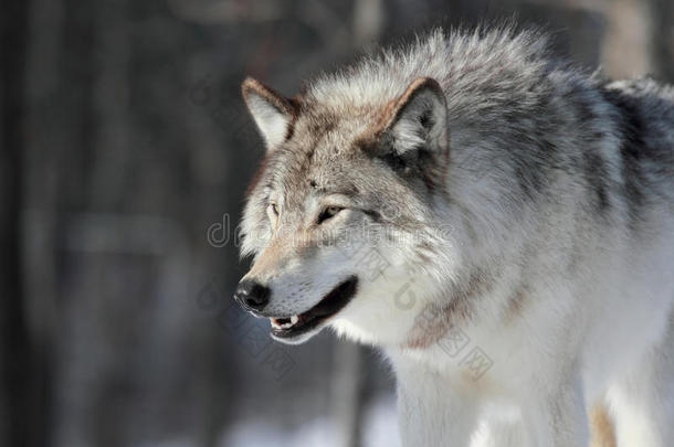 美丽的灰太狼