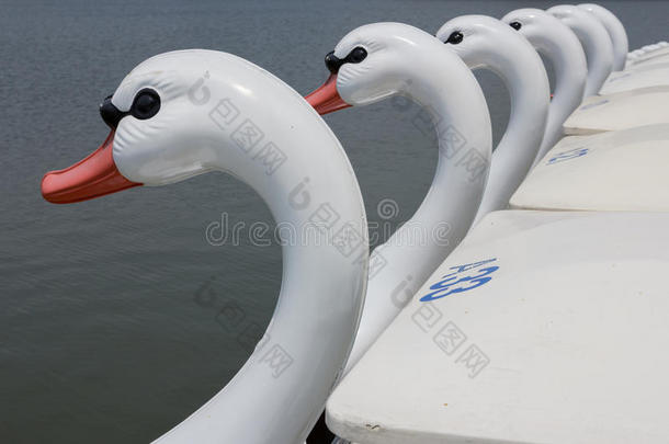 白天鹅在湖面上蹬着船，排成一行