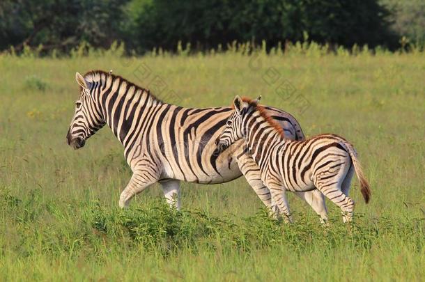 斑马-野生动物宝宝和妈妈-和妈妈<strong>一起跑</strong>步