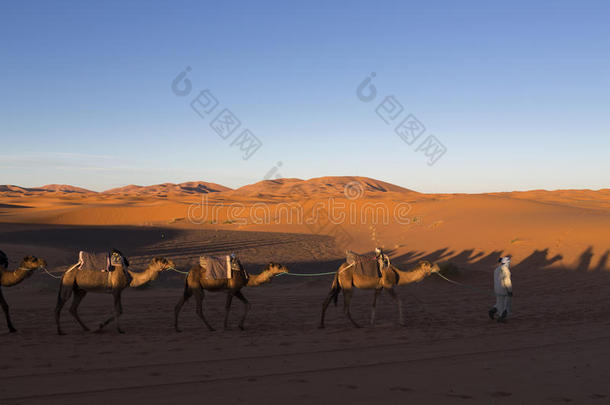 骆驼商队在撒哈拉沙漠的轮廓