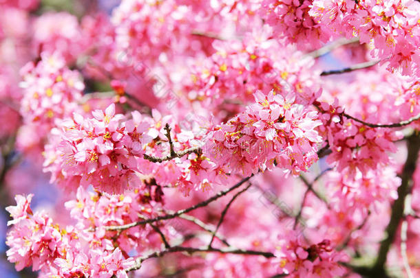 樱花。春天樱花盛开