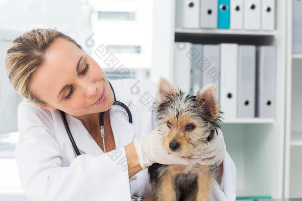 兽医在诊所检查小狗