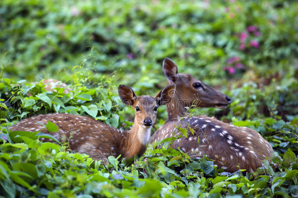 可爱的小鹿和鹿妈妈在一起休息
