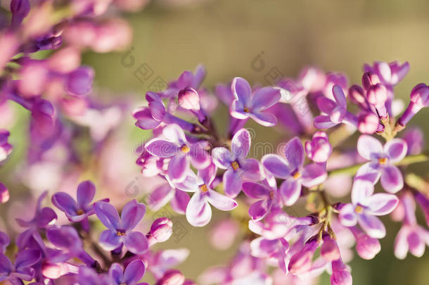 芬芳的丁香花（丁香属）。