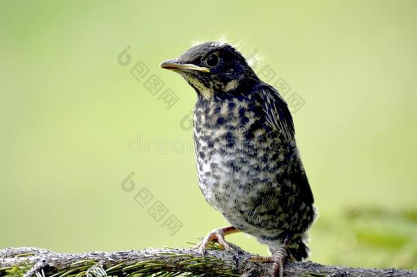 ring ouzel（turdus torquatus）小鸡