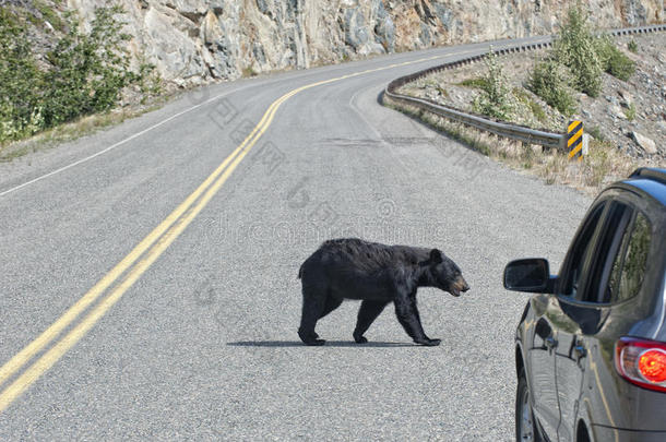 在阿拉斯加不列颠哥伦比亚省横穿马路的熊