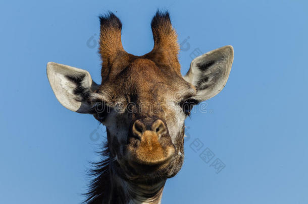 野生动物长颈鹿肖像动物