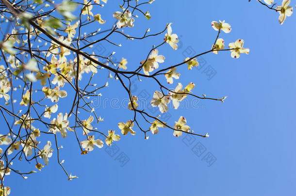 白花山茱萸（山茱萸属）在阳光下开花