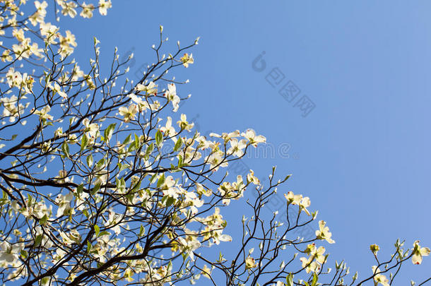 白花山茱萸（山茱萸属）在阳光下开花