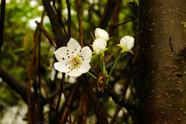 白花树