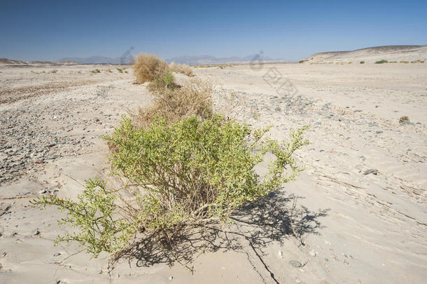 岩石沙漠景观上的小沙漠灌木