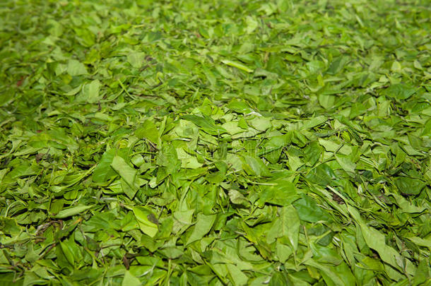 地板上的茶叶-茶叶制造工艺