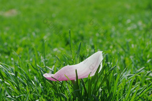 一朵<strong>纯</strong>白色和<strong>纯</strong>粉色的玉兰花花瓣在绿色的草坪上