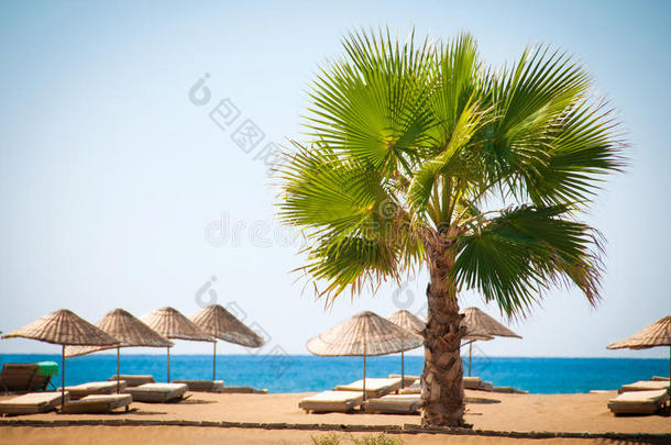 海滨度假胜地，风景秀丽的棕榈树沙滩