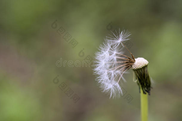 白花蒲公英