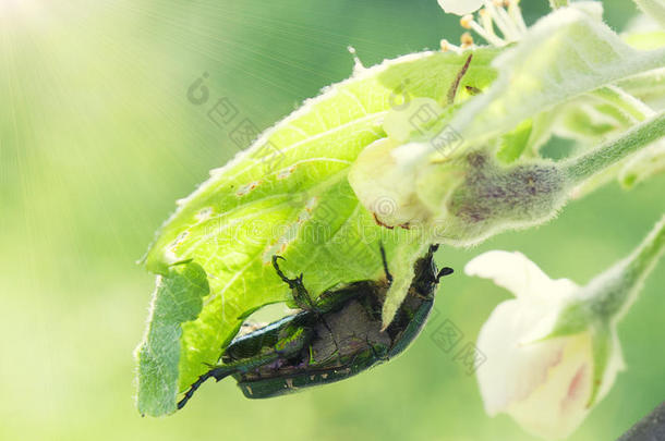 春甲虫