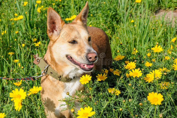 花丛中的棕色狗