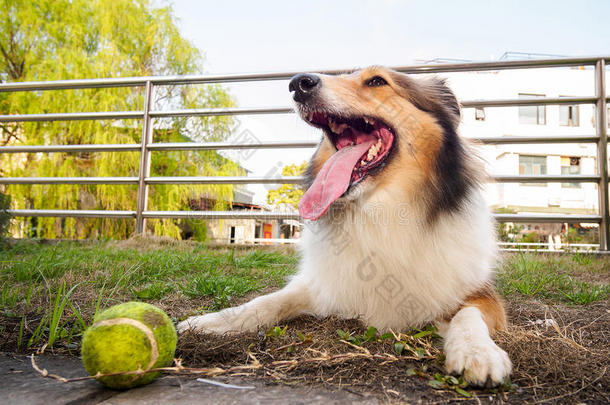 设得兰牧羊犬，牧羊犬，<strong>大嘴巴</strong>带球