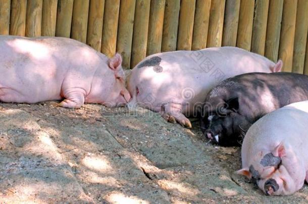 猪疲倦地躺在泥地上