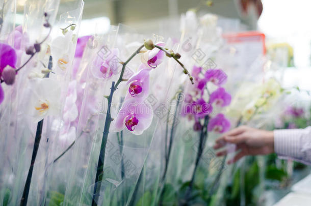 以商场为背景，在花园百货超市亲手挑选和购买美丽的兰花