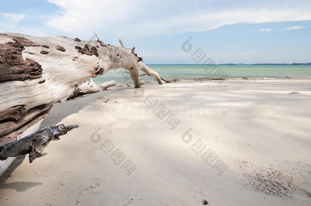 海滩上的枯树