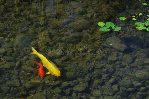 清澈溪流中的金鲤鱼和红鲤鱼