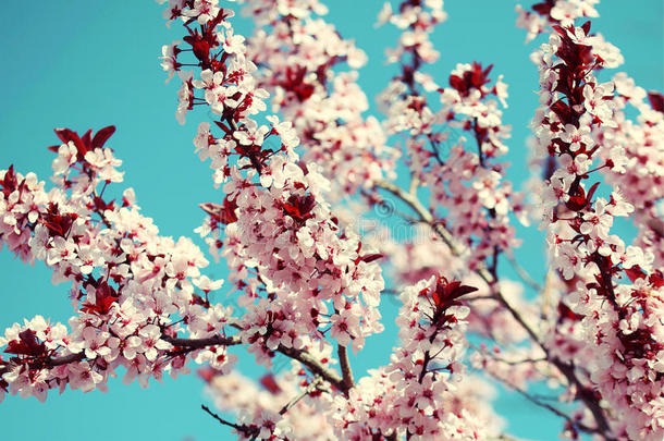 樱花盛开。樱花和天空。春天美丽的粉红色花朵