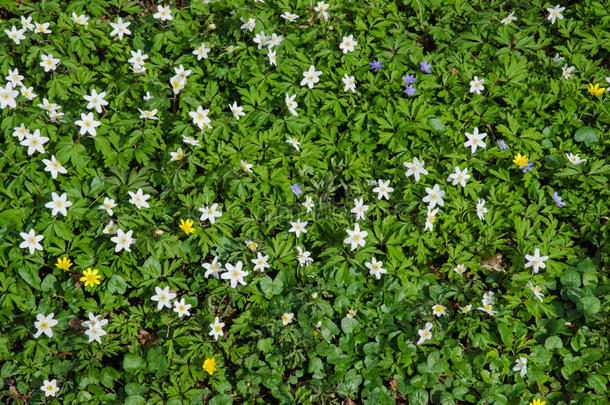 春花地毯