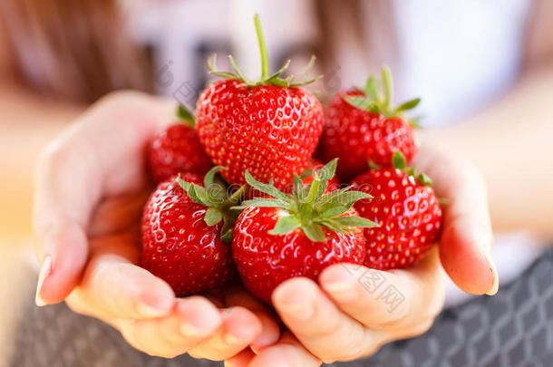 从草莓农场采摘的新鲜草莓